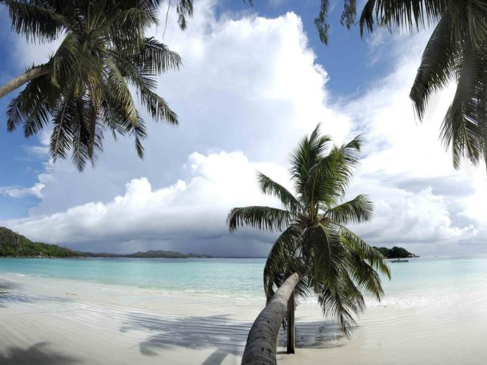 de tropische palmen van de seychellen